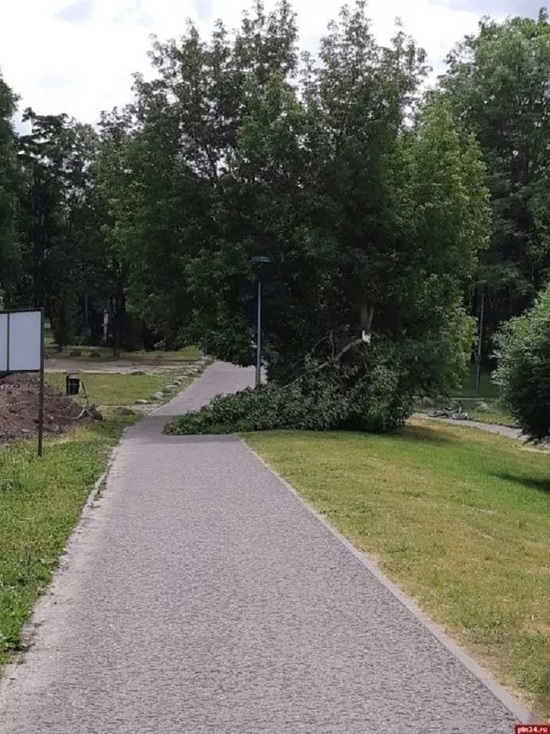 Субботний ветер сломал дерево в псковском дендропарке