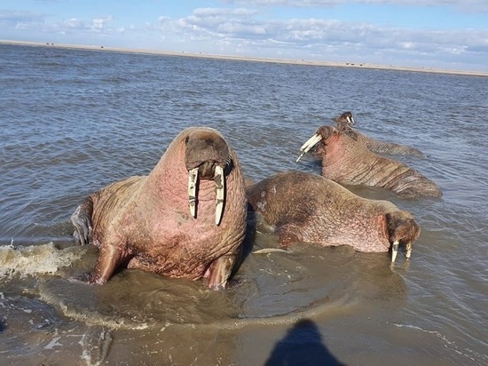 На побережье Ямала снова прибыли моржи