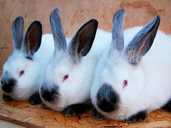 Тюменские кролики полюбились потребителям