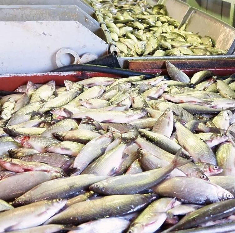 День рыбака: жители ЯНАО хвастаются уловом в соцсетях