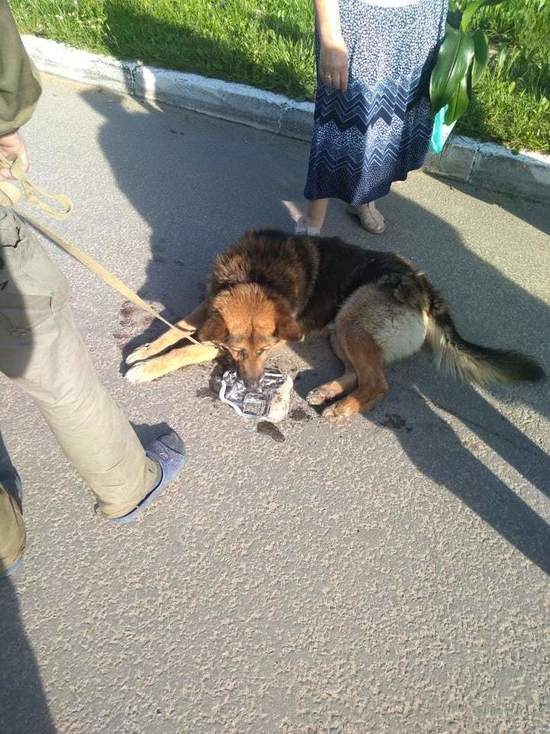 Живодер из Кирова привязал собаку к машине и протащил по городу
