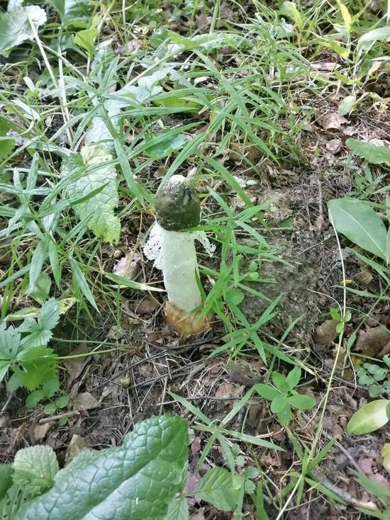Тулячка нашла редкий, непристойный и вонючий гриб
