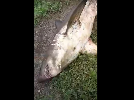 В реке на Сахалине поймали огромную акулу