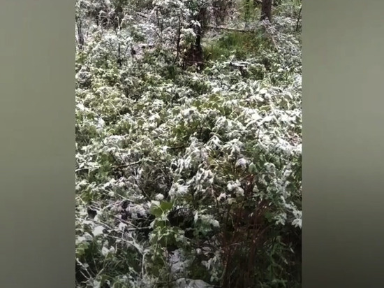 В середине лета заповедник на юге края завалило снегом