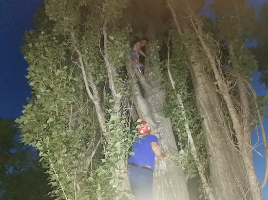 В Липецке с дерева спасатели снимали мужчину