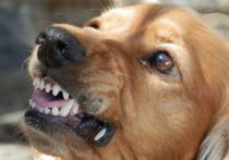 Об очередном инциденте с нападением бродячей собаки на ребенка сообщают следственные органы Тверской области