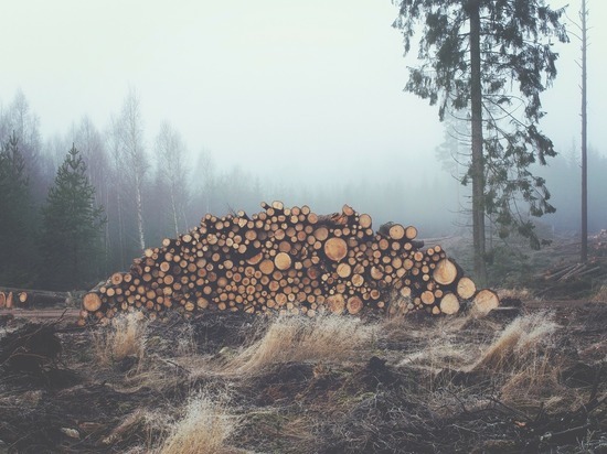 Холдинг «Алтайлес» оштрафован за ряд нарушений при заготовке древесины