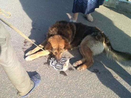 Полиция занялась истязавшим собаку живодером в Калужской области