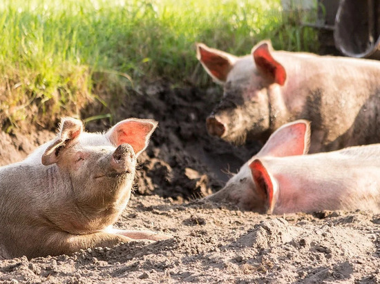 В Лабытнанги оштрафовали фермера за гуляющих по городу свиней