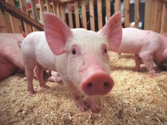 В соседнем с Бурятией Забайкальском крае вспыхнула чума свиней
