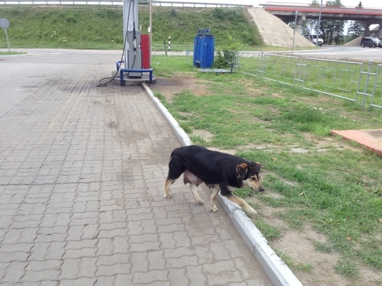 На сколько копеек вырос в цене бензин в Смоленске