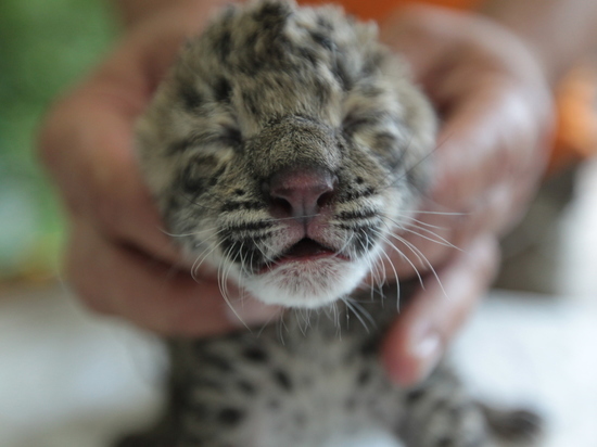 Конкурс на лучшее имя для котенка леопарда стартовал в Сочинском национальном парке