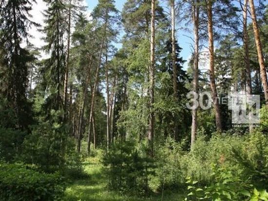В Татарстане из-за пожароопасности ограничили посещение лесов