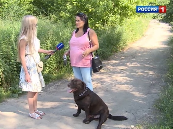 Псковичка подает в суд на хозяина трех агрессивных собак, которые ее покусали