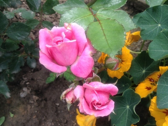 Пир во время чумы не чужд Смоленской области