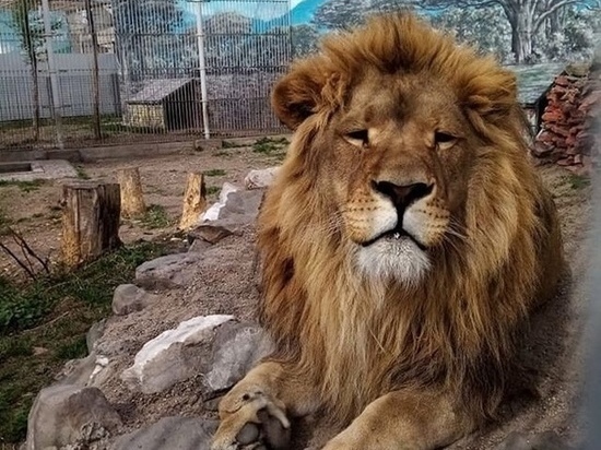 Льву Лёмику в Абаканском зоопарке подарили новую игрушку