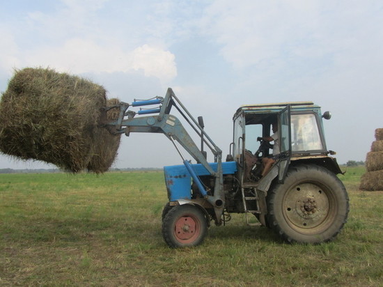 В Калмыкии заготовлено более половины кормов, необходимых на зимовку скота