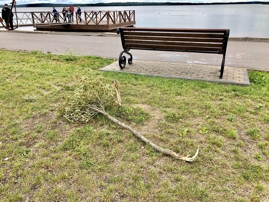 Себежские вандалы сломали молодые деревья на набережной