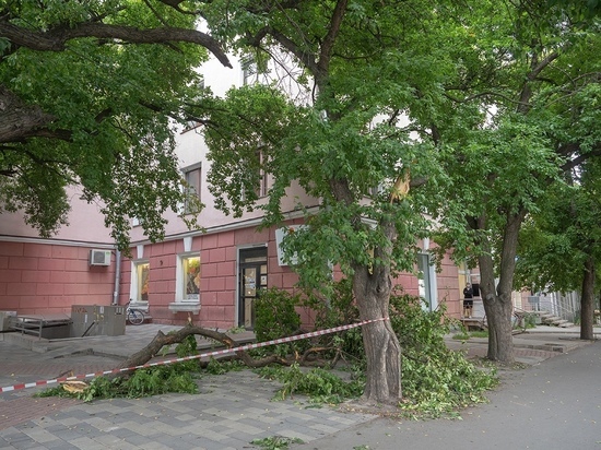 В Петрозаводске повредили вековые яблони при выкапывании поребриков на Ленина