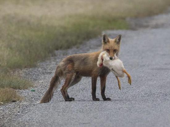 Природа настолько очистилась, что лисы снова стали проблемой для костромских птицеводов