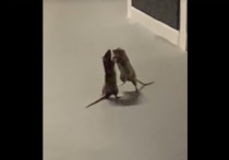 В сети появилось видео, на котором кот наблюдает за яростной схваткой двух крыс