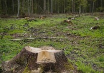 120 тысяч гектаров – столько леса вырубается в России ежегодно по данным Минприроды