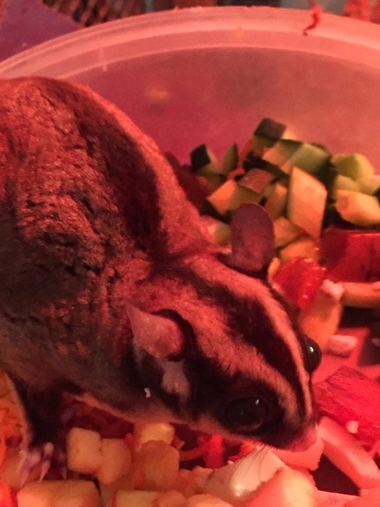 Абаканский зоопарк просит дачников поделиться с питомцами ягодами и фруктами