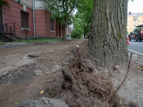  Повредившая яблони в центре Петрозаводска подрядная организация заплатит штраф