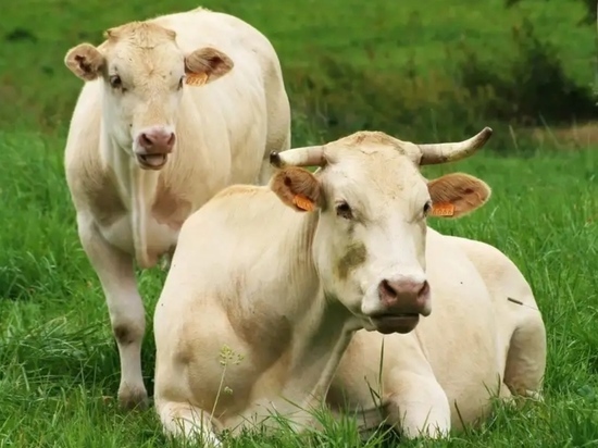 В Дагестане открыли штрафстоянку для коров