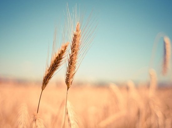 В Воронежской области собран первый миллион тонн зерна