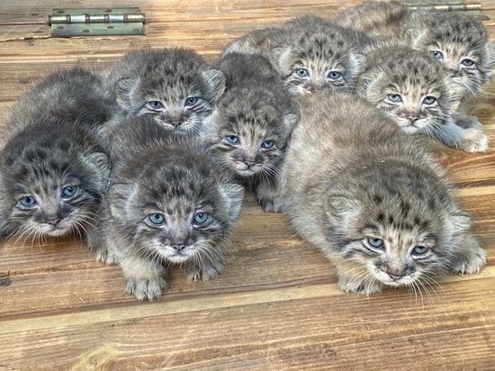 В Новосибирском зоопарке родилась целая стая голубоглазых манулов
