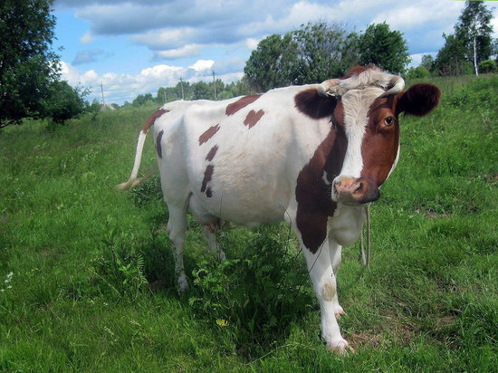 27,6 тысячи жителей Чувашии получили субсидии на содержание коров
