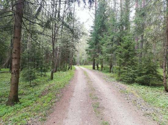 Добровольцы из "Сальвар" рассказали о двух нелегких поисках "потеряшек" в смоленских лесах и встрече с медведем