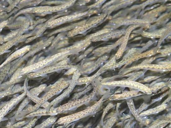 Лососёвый рыбоводный завод в селе Гастелло Поронайского городского округа еще осенью 2019 года отложил на инкубацию пять миллионов икринок кеты