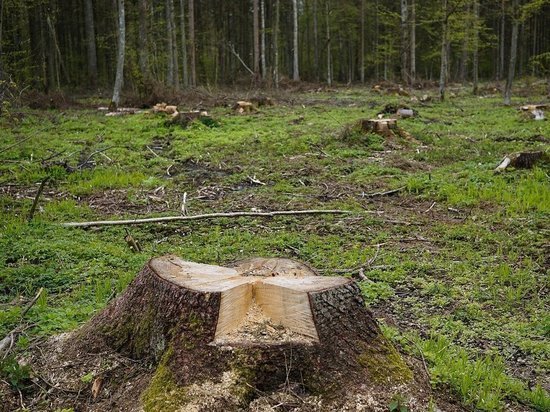 30 тыс. кубометров леса незаконно вырубили в Красногородском районе