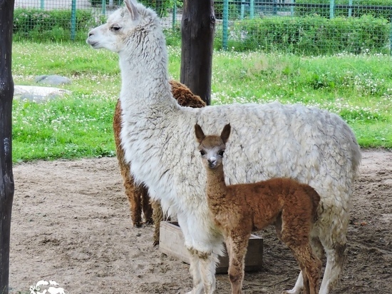 В Ярославском зоопарке рассказали, как назвали маленькую альпаку