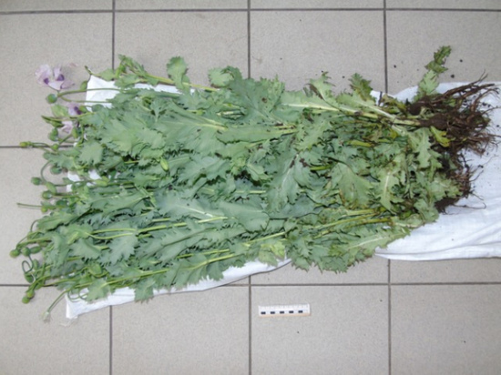 Смолянка выращивала цветочки, а получила уголовное дело