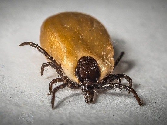 С пяти смолян за неделю сняли клещей с инфекцией