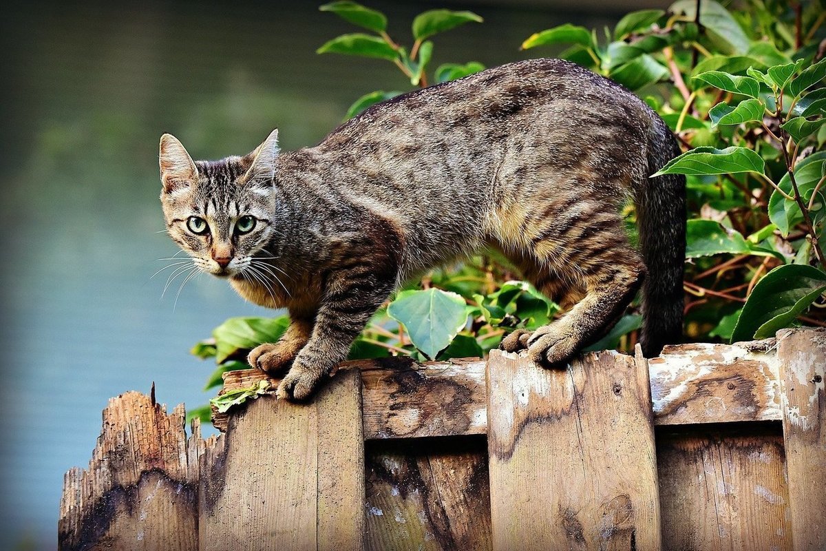 Голландская кошка фото