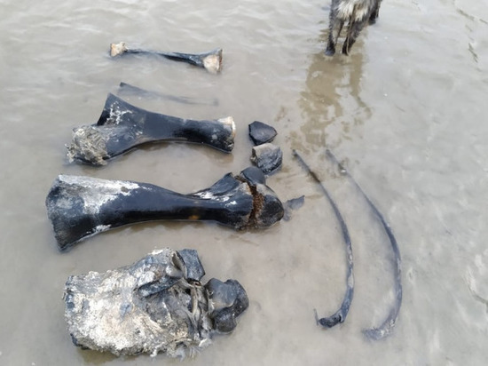 В Ямальском районе ученые исследуют найденные останки мамонта