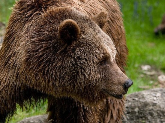 Совсем скоро в Карелии откроется сезон охоты на бурого медведя