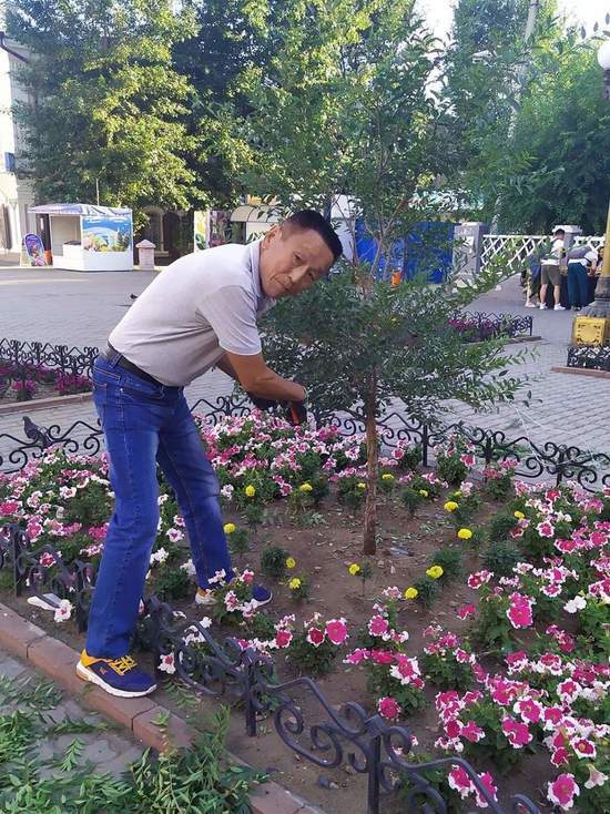 Депутат Народного Хурала Бурятии дал совет не стричь деревья на Арбате в виде шаров