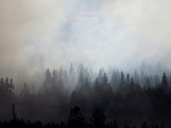Леса загорелись на площади 12 га в Надымском районе