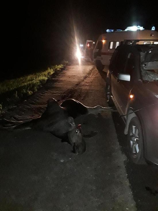 В Плюсском районе лось попал под машину