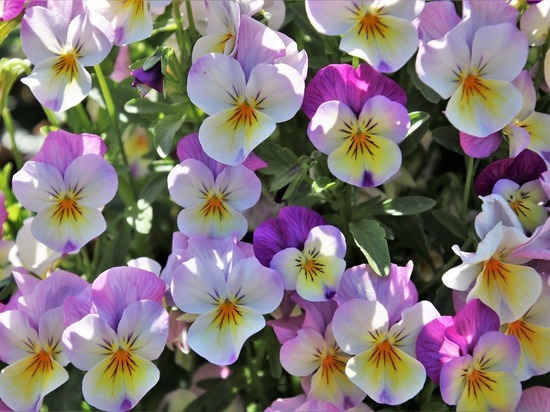 Уличные цветы обрезали в Хабаровске