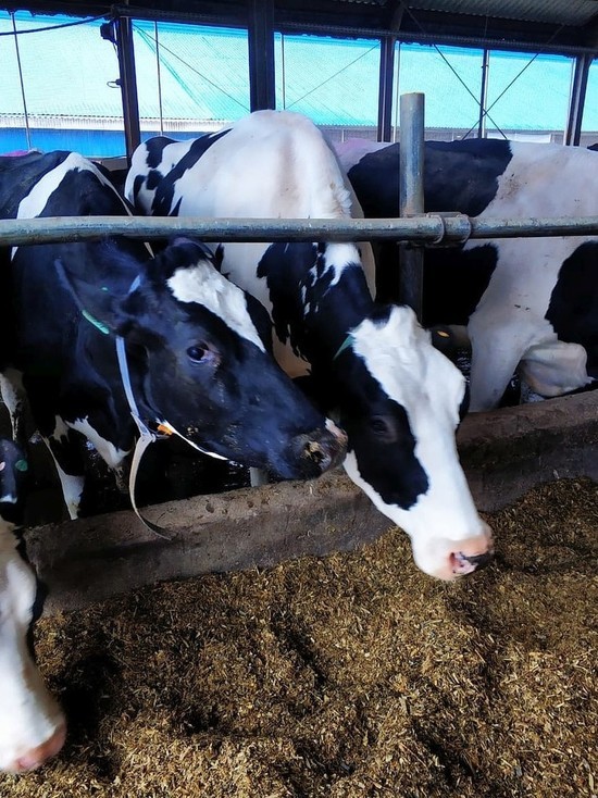 Губернатор опубликовал статью, посвященную вопросам развития сельского хозяйства