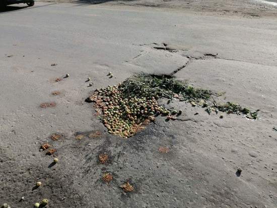 В Рязанской области дорогу «отремонтировали» яблоками