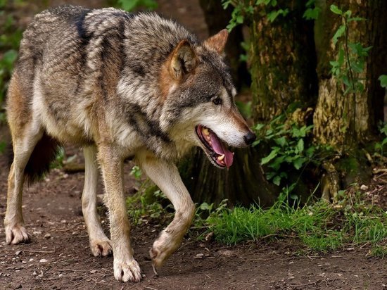 В Подмосковье бешеная волчица напала на двух женщин