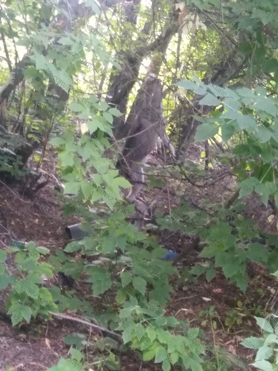 В Новокузнецке неизвестные повесили собаку на дереве (18+)