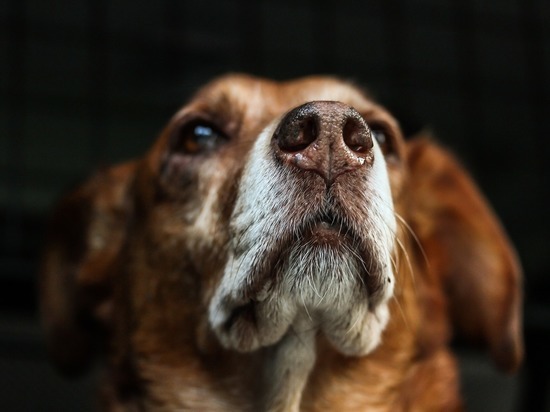 Идея дог-боксов не прижилась в Хабаровске